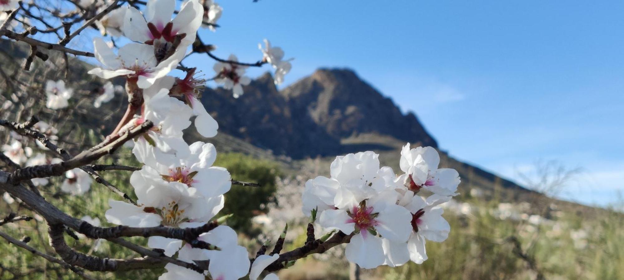 Alojamiento rural Los Pérez Lucainena de las Torres Esterno foto